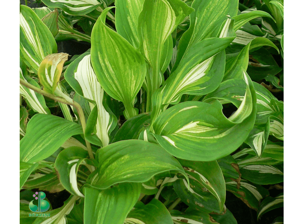Latvijas stādi - Hosta undulata var. mediovariegata - viļņotā hosta ...